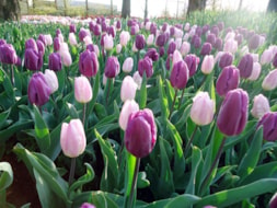 Keukenhof (4)